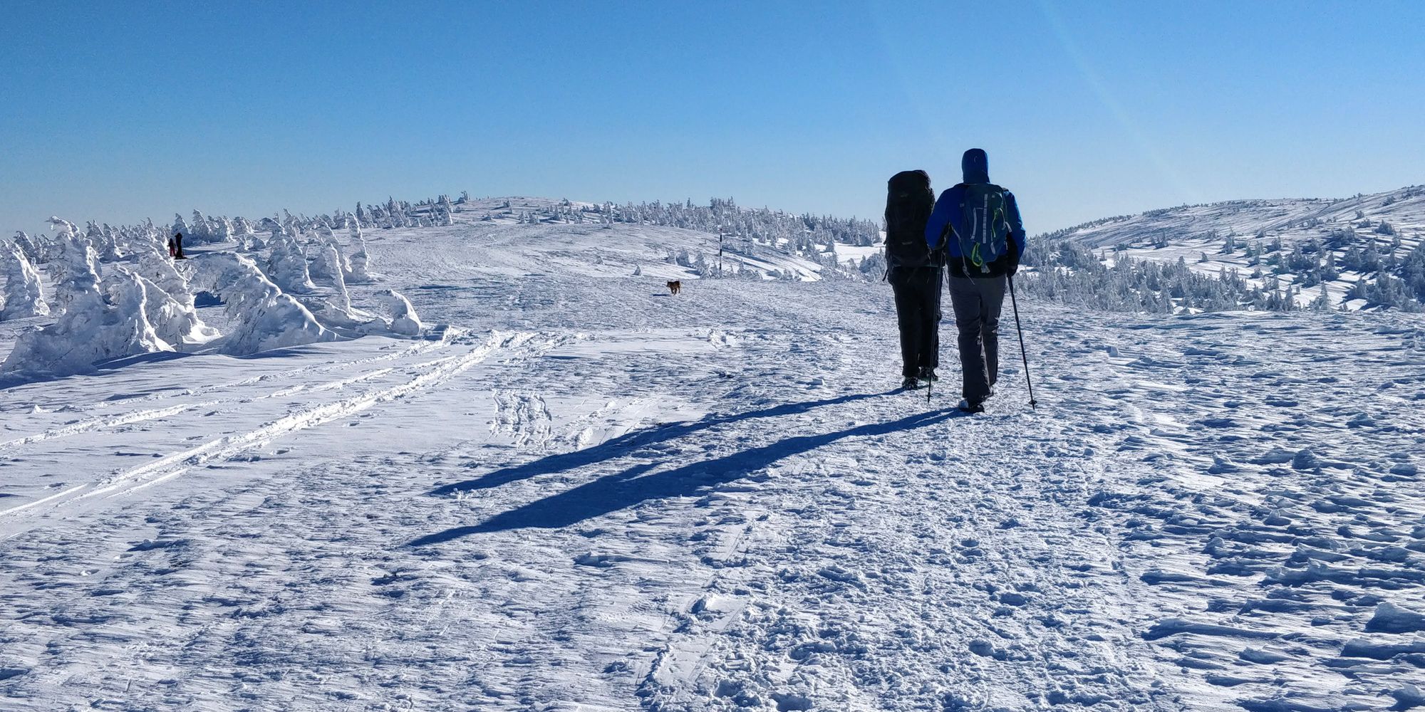 A Peak With Surprise: Vlădeasa, from Rogojel, in Winter Season (Jan 2022)