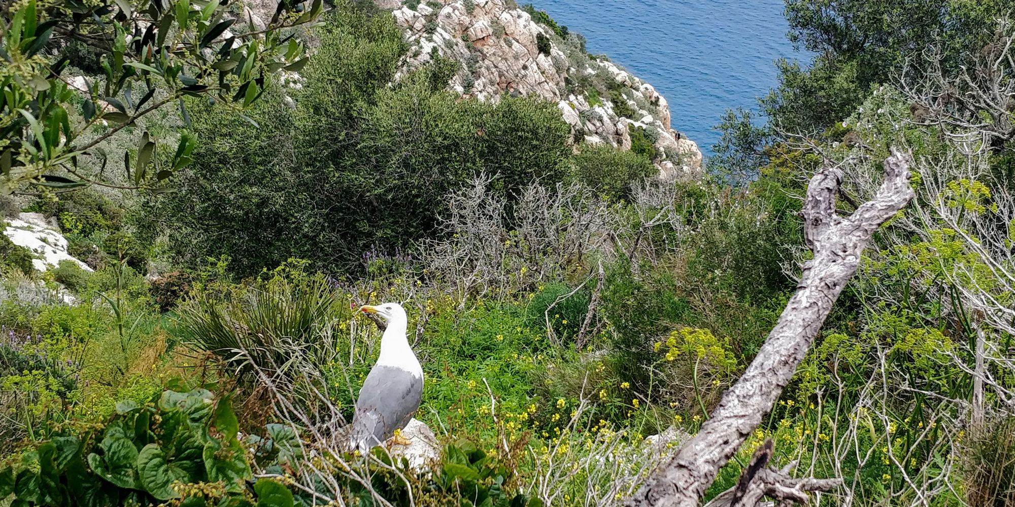 El Peñón de Ifach. Hiking Above Seagulls (Apr 2021)
