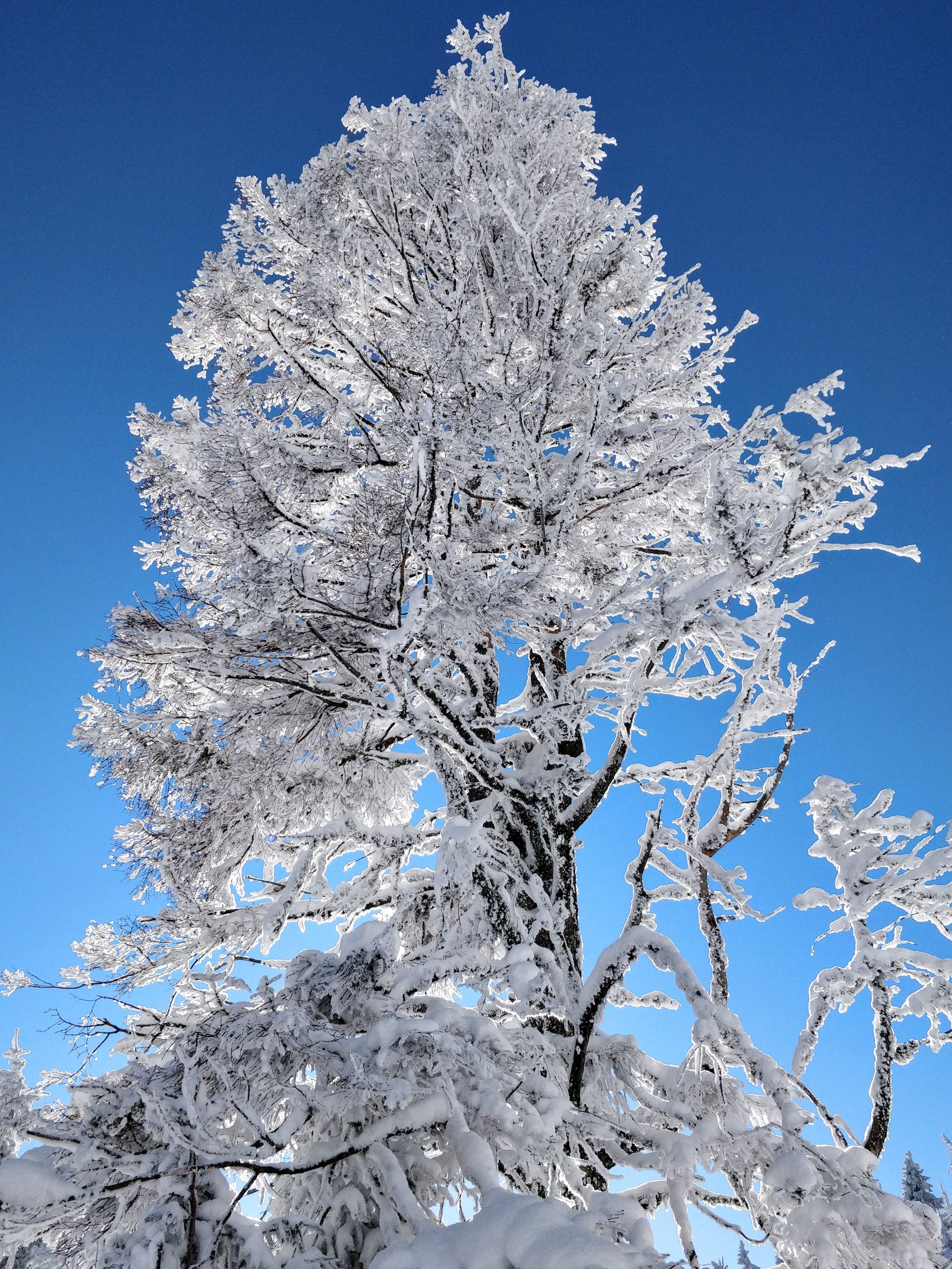 Vârf cu surpriză: Vlădeasa, din Rogojel, pe zăpadă (Ian 2022)