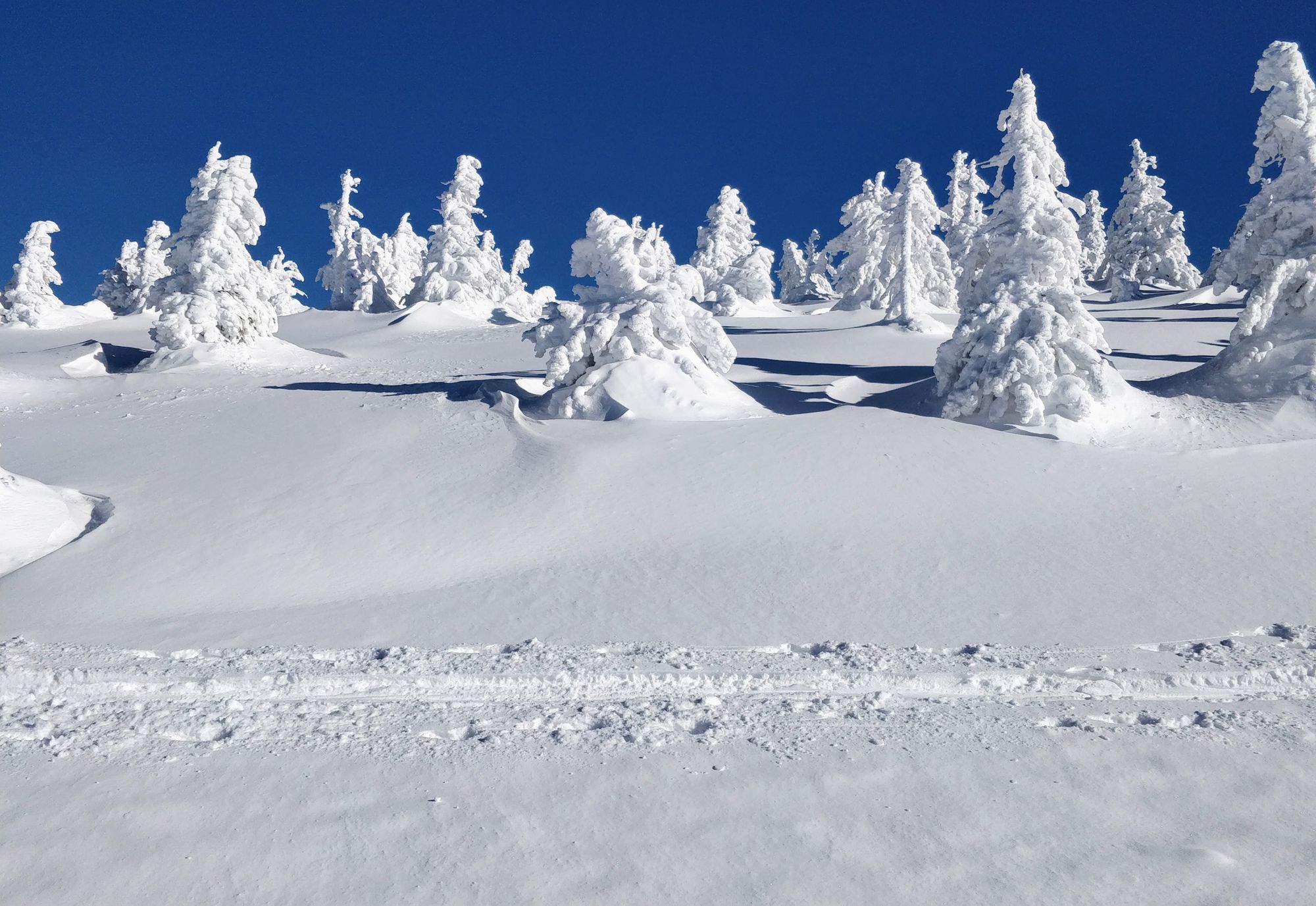 Vârf cu surpriză: Vlădeasa, din Rogojel, pe zăpadă (Ian 2022)