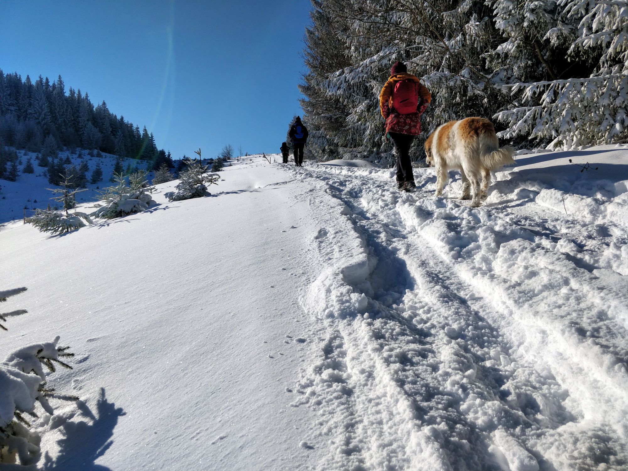 Oameni și un cățel merg prin zăpadă, lângă niște brazi înzăpeziți.